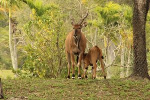 A mother antelope stands beside her calf in a lush, green environment. The adult antelope has prominent horns and a reddish-brown coat, while the calf is smaller with a similar coloration. They are surrounded by trees and foliage, creating a natural setting.