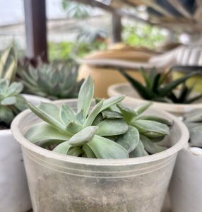 A variety of succulents in decorative pots arranged in a vibrant garden setting.