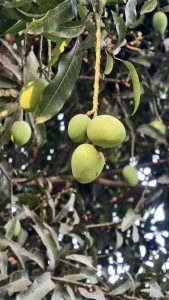 Several small green mangoes hang from a tree branch surrounded by long, dark green leaves in soft sunlight.
