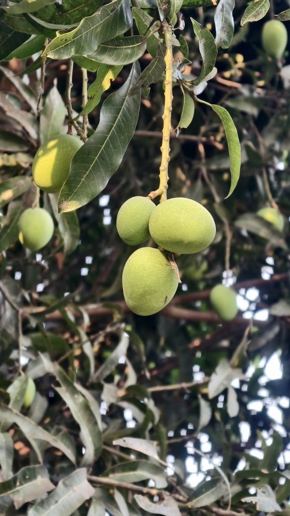 Several small green mangoes hang from a tree branch surrounded by long, dark green leaves in soft sunlight.