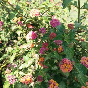 A vibrant cluster of lantana flowers with small blooms in shades of pink, orange, and yellow, surrounded by lush green leaves