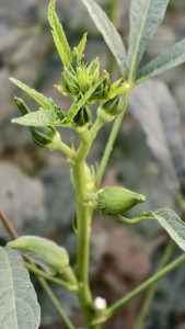 A green okra plant with small pods and flower buds grows in a field, with broad leaves and a softly blurred background.