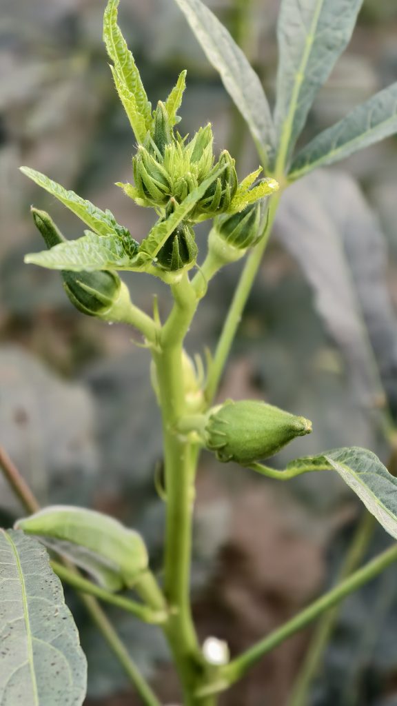 A green okra plant with small pods and flower buds grows in a field, with broad leaves and a softly blurred background.