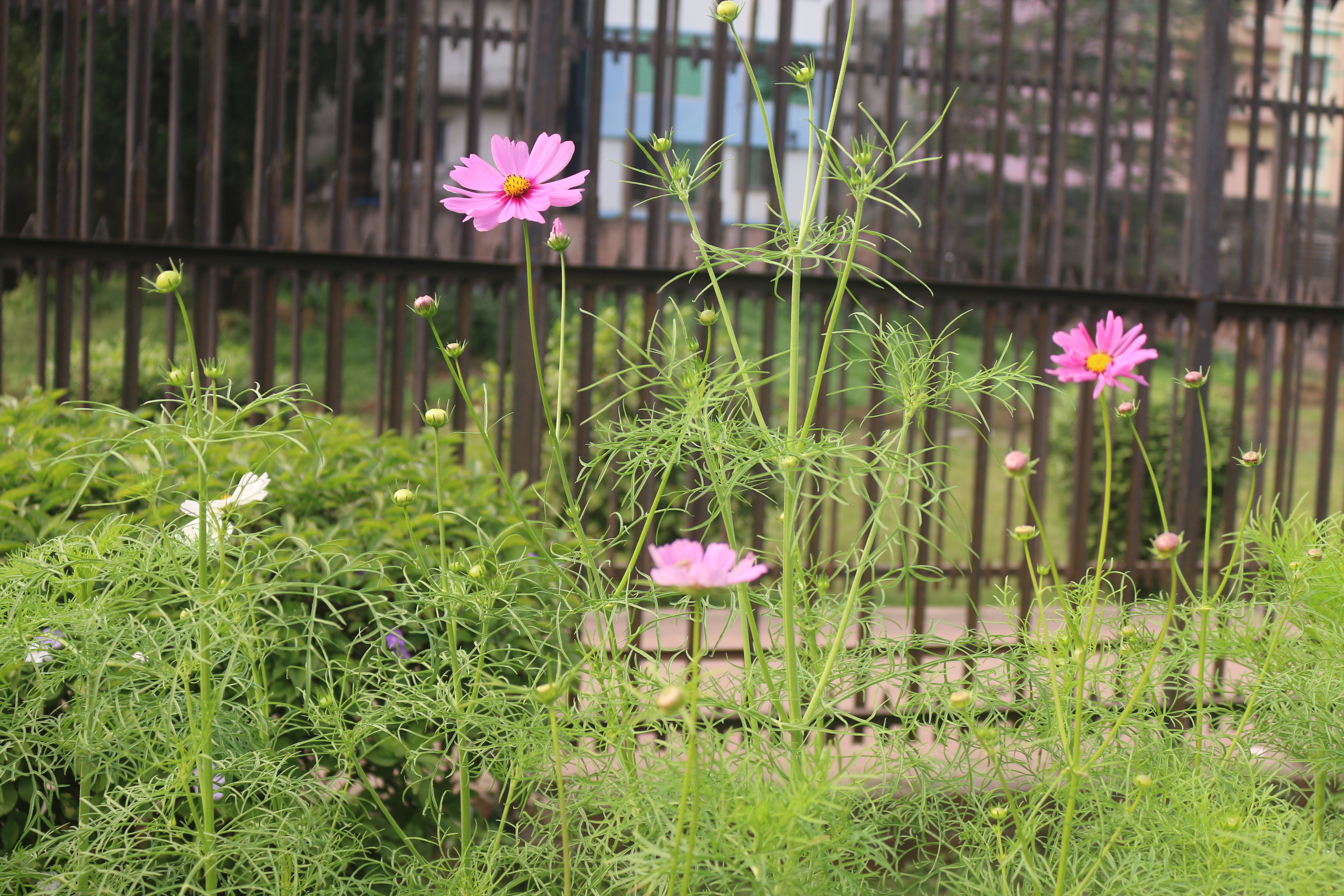 Pink cosmos flowers and flower buds growing on tall green stems in a garden with a dark metal fence in the background.