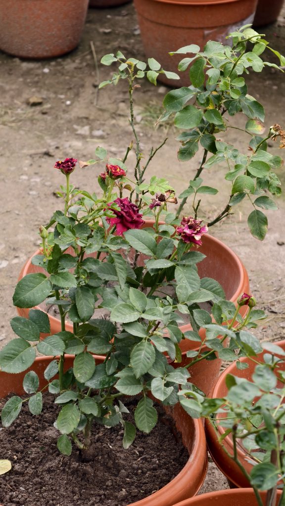 A rose plant in a brown pot has dark red and purple flowers beginning to wilt, surrounded by green leaves with blurred pots in the background.