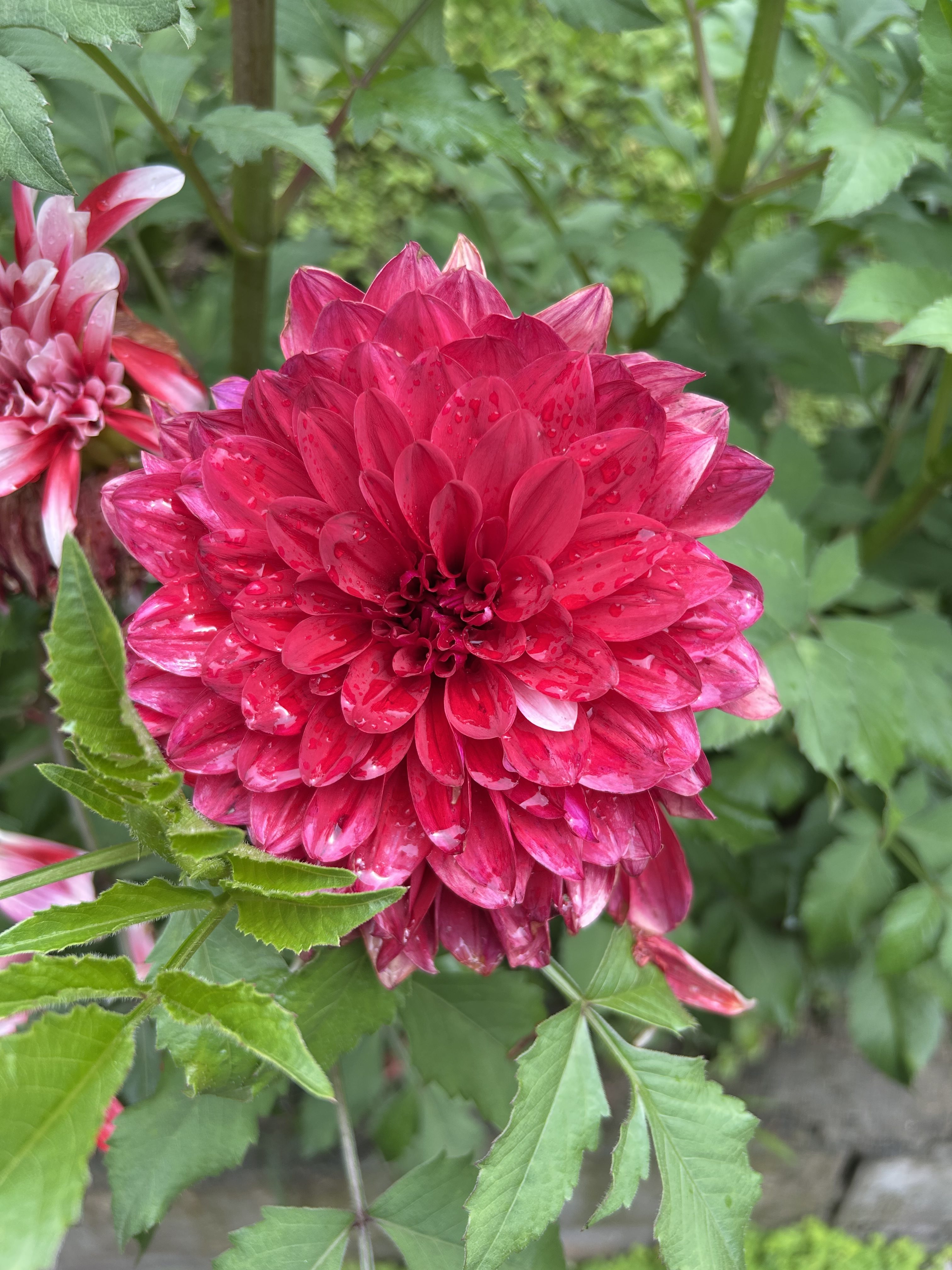 Vibrant red dahlia in full bloom with layered petals, surrounded by lush green leaves.