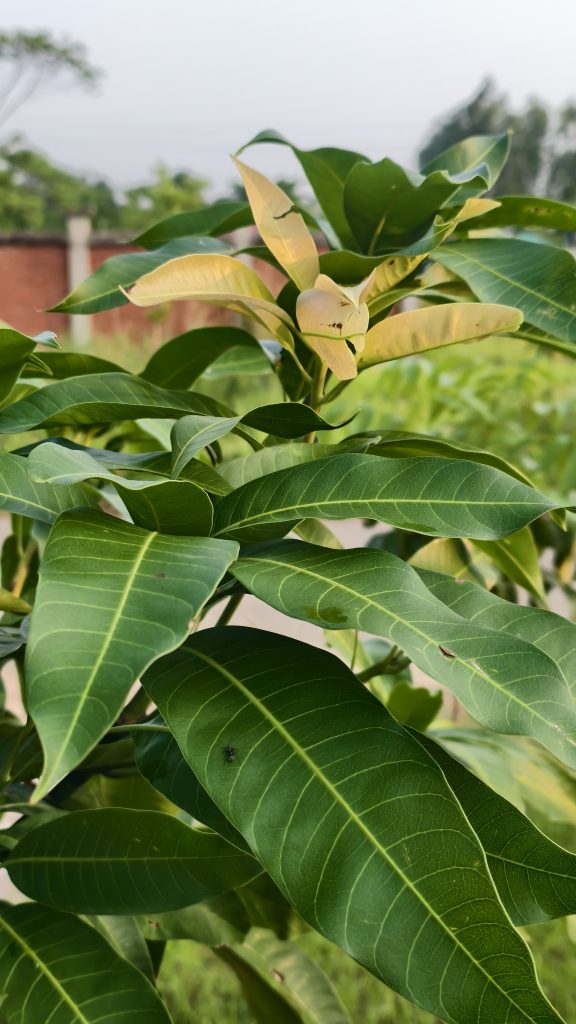 A young mango plant shows a mix of dark green and light yellow leaves. The new leaves at the top are pale and delicate. A small black insect is visible on one of the large green leaves. The background shows a blurry red wall and green trees.