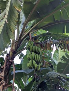 
A cluster of green bananas hanging from a banana tree, surrounded by large, lush green leaves.