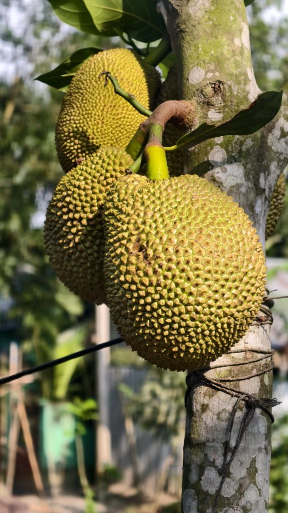 Large green jackfruits grow directly from the trunk of a tree. The skin of the fruit is covered in small sharp bumps. The tree trunk is grey with light patches. Green leaves and a blurry outdoor background are visible.