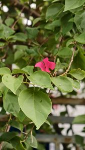 A deep red rose with dark edges blooms beside a white rose bud on a green stem, with a blurred flower pot in the background.
