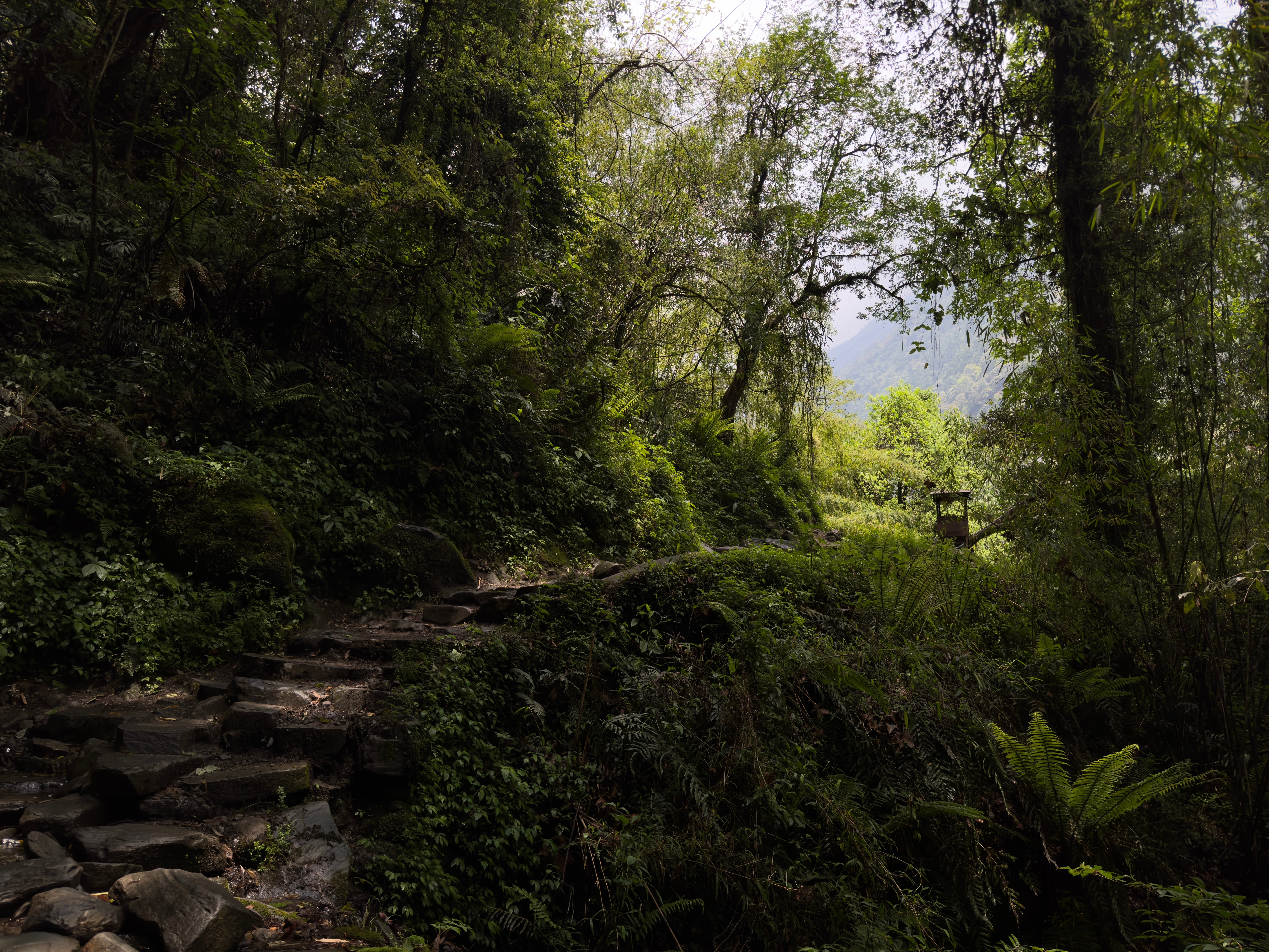 A lush forest path with stone steps winds through dense greenery, under a canopy of tall trees.