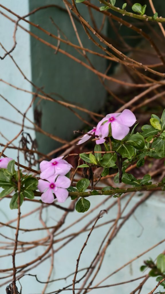 Several light purple periwinkle flowers with dark pink centers on a thin stem, surrounded by small green leaves and dry brown branches.