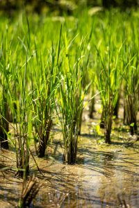 Close-up of small clusters of rice plants, planted in a field.
