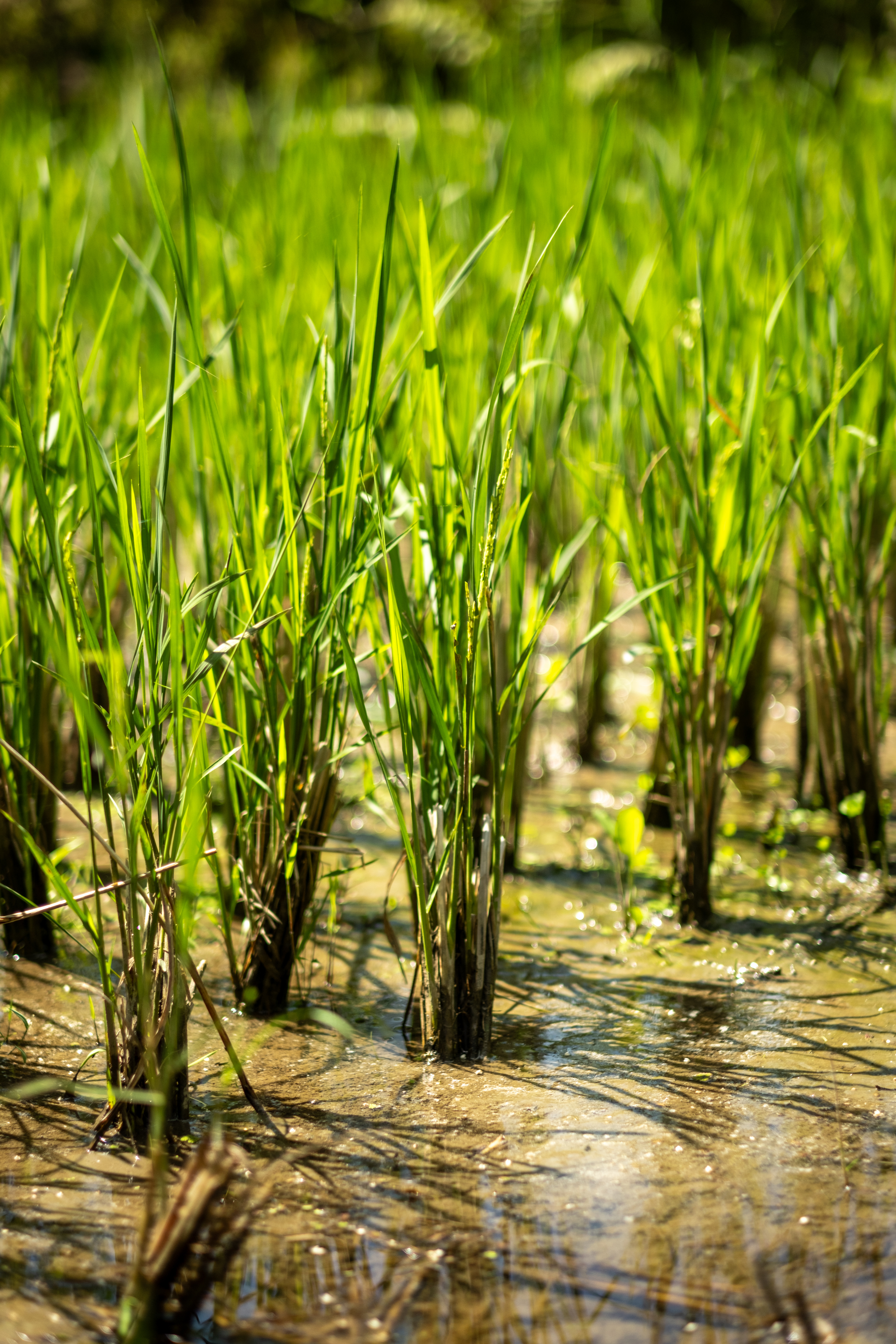 Close-up of small clusters of rice plants, planted in a field.