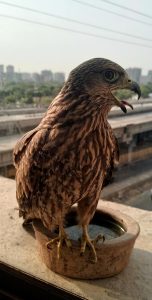 A brown bird of prey perched on the edge of a clay water bowl with an urban skyline blurred in the background, showing detailed feathers, sharp talons, and an open beak in daylight.
