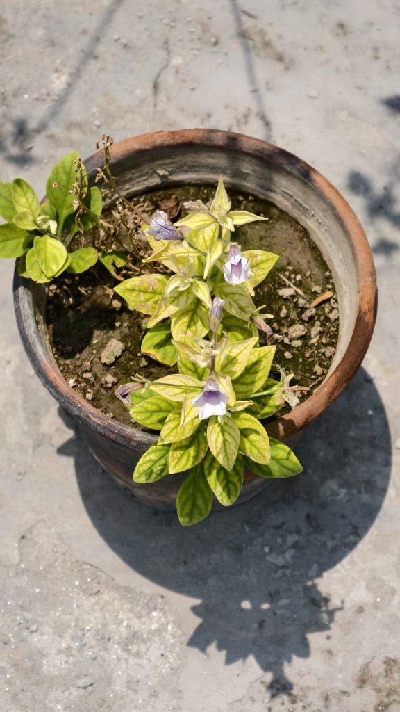 Small terracotta pot with a struggling plant, variegated yellow-green leaves and small purple flowers in mossy soil.