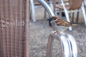 A small brown and gray sparrow is perched on the shiny metal arm of a chair. The bird has a distinctive reddish-brown cap on its head and striped feathers on its wings and back. Behind it, out of focus, are other chairs with woven seats