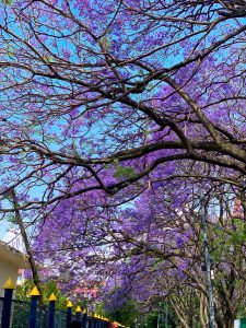 A beautiful overhead canopy of vibrant purple Jacaranda blossoms and dark, interlocking tree branches framing a bright blue sky, with a colorful fence below.
