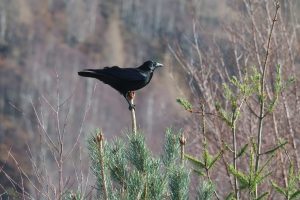 Raven clinging to the very top of a Pine tree blowing in the wind.
