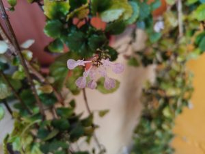 Small pink flowers with delicate purple dots growing among green leaves. Their unique shape and soft appearance give the plant a very natural and ornamental charm.