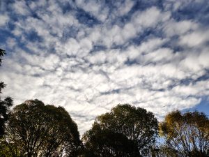 The sky covered with fluffy clouds stretches above the treetops, creating a serene landscape where light and shadows highlight the natural tones of the surroundings.