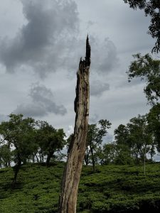 Tall, jagged tree stump against a cloudy sky, surrounded by lush greenery and trees. 