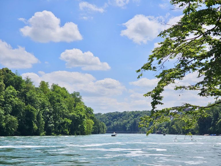 A wide turquoise Rhine River flows peacefully between green forests under a bright blue sky. The soft clouds and natural scenery create a relaxing view near the Rhine Falls, Switzerland.