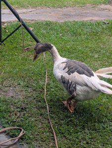 A Duck with brown and white feathers is entangled in a wire on a grassy lawn. Its head is bent low, appearing concerned, with overcast skies above
