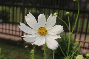 White cosmos flower with soft petals and a yellow center blooming on a slender stem in a garden with a blurred natural background.