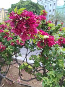 Vibrant magenta bougainvillea flowers with small white centers, surrounded by lush green leaves. Background shows urban buildings and trees.