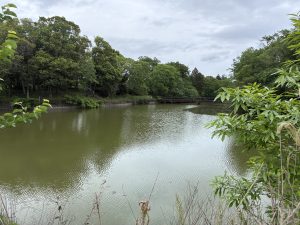 A serene view of Harada Pond surrounded by lush green trees, with a wooden bridge crossing the water under a cloudy sky.