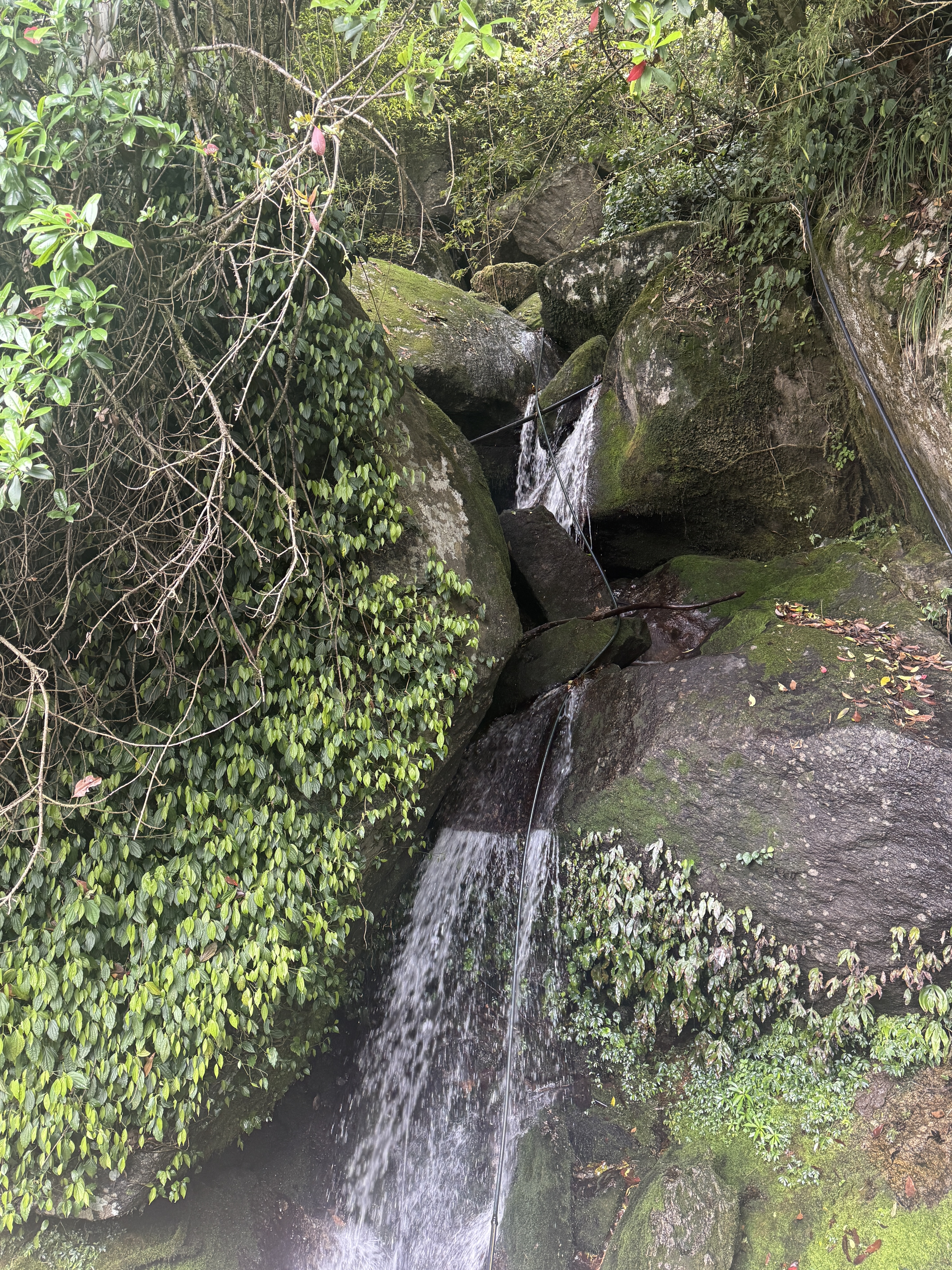 Small waterfall cascading over moss-covered rocks, surrounded by lush greenery and vines. The scene conveys a serene, natural ambiance.