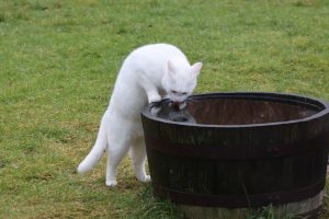 White male cat standing on his back legs drinking from a large wooden, water filled, barrel. His tongue is visible as he licks the wate, his face is reflected in the water.