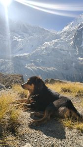 A dog rests on a grassy mountain slope in bright sunlight, with majestic snow-covered peaks rising in the background under a clear blue sky.