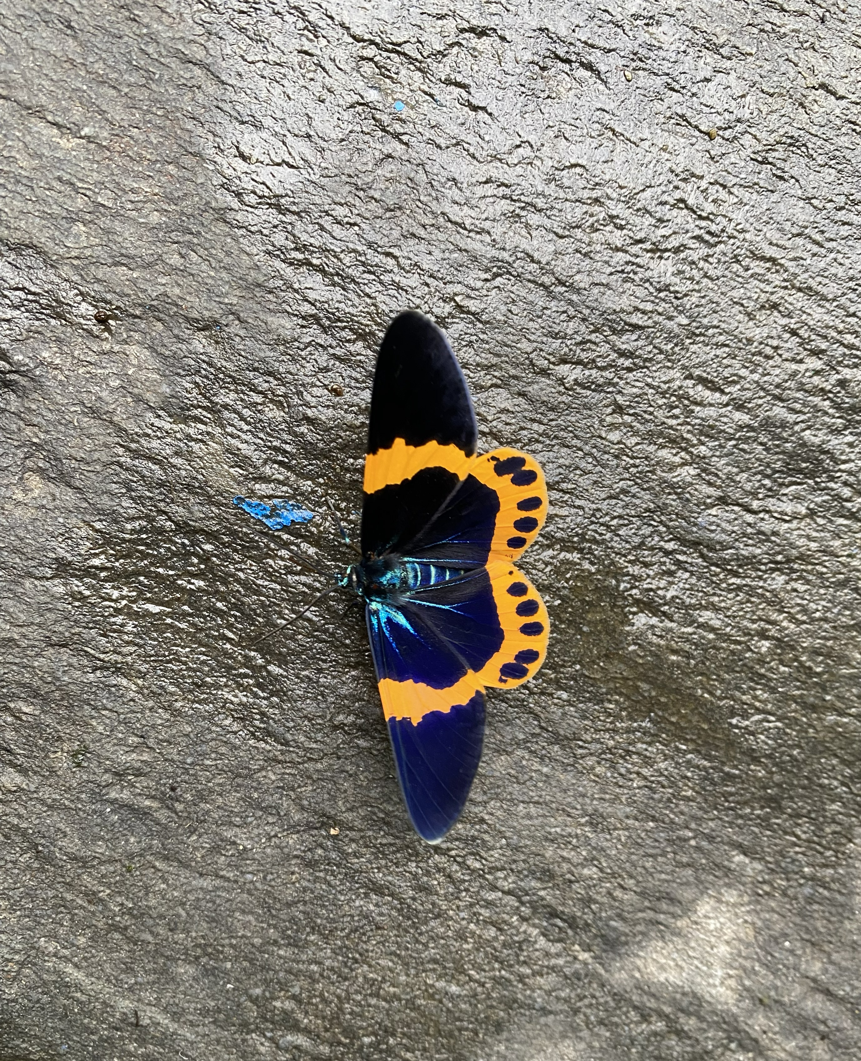 Vibrant butterfly with deep blue wings and orange edges rests on a rough, gray stone