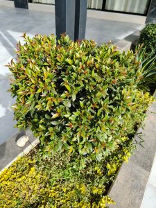 A compact and leafy shrub displays shiny green leaves with new reddish shoots. Its rounded and tidy shape brings freshness and elegance to the modern garden.
