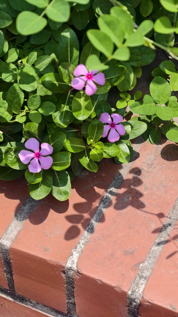 Three small delicate pink flowers with magenta centers bloom among bright green oval leaves beside a red brick ledge, casting detailed leaf and stem shadows on the brick surface.