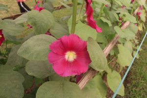 Bright pink flower with a light yellow center growing among large green leaves in a garden.
