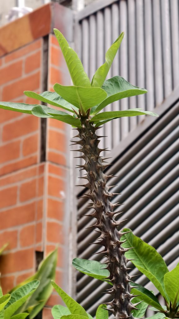 Vertical close-up of a Crown of Thorns plant stem with long dark brown thorns and a few bright green leaves at the top, set against reddish-brown bricks and grey metal blinds.