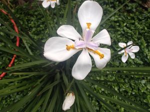 A delicate white flower with broad petals blooms among green leaves, featuring yellow and soft lilac details at its center.