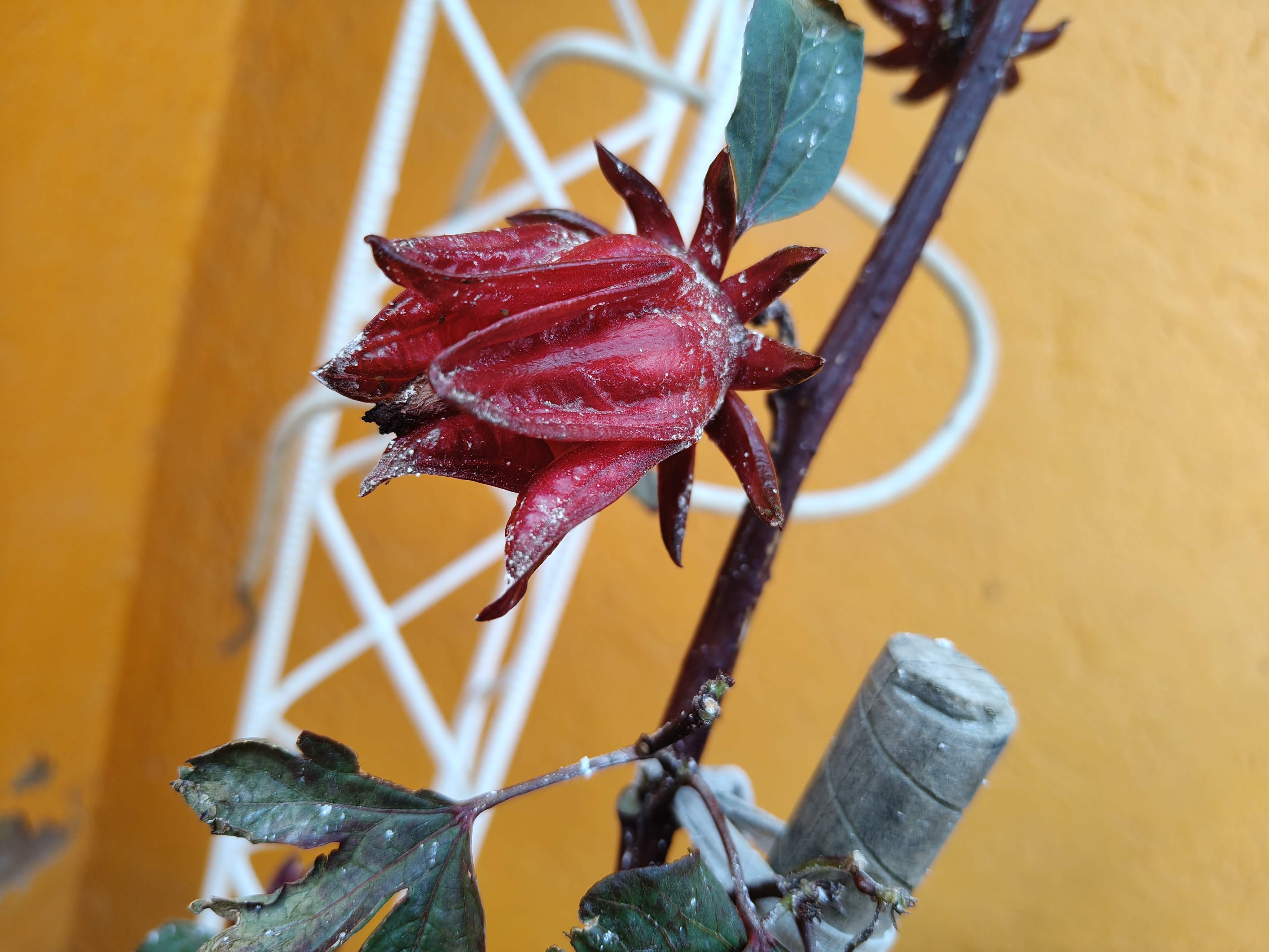 Close-up of a vibrant red hibiscus bud against a bright yellow wall.