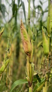 Close-up of a cornfield with a mature corn ear partially wrapped in its husk. 