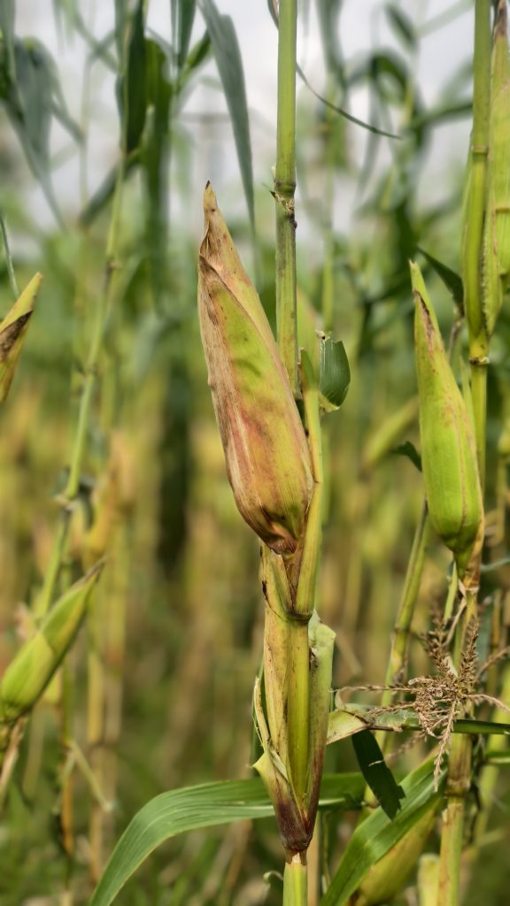 Close-up of a cornfield with a mature corn ear partially wrapped in its husk.