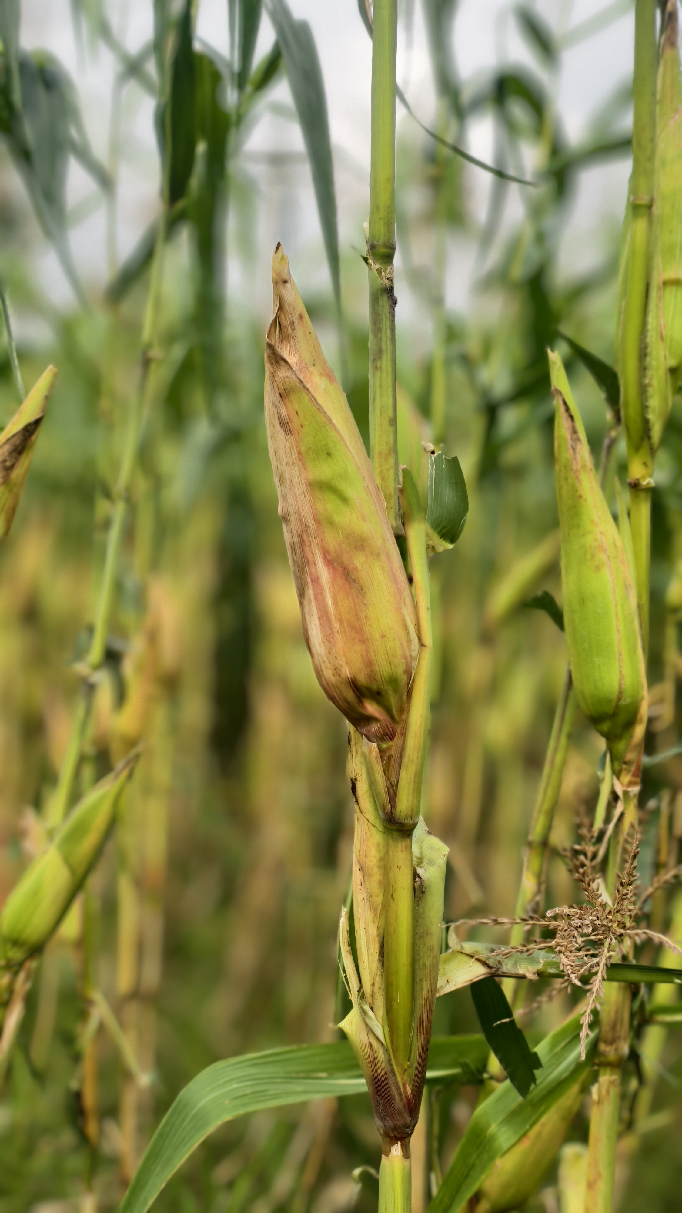 Close-up of a cornfield with a mature corn ear partially wrapped in its husk.