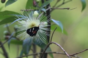 A vibrant creamy-white flower dominates the image, showcasing a dense cluster of long, slender, white bracts radiating outwards. The flower sits on a dark, glossy branch of a shrub, with blurred green leaves in the background, creating a soft, natural backdrop. A striking black butterfly with white markings perches delicately on one of the flowers.
