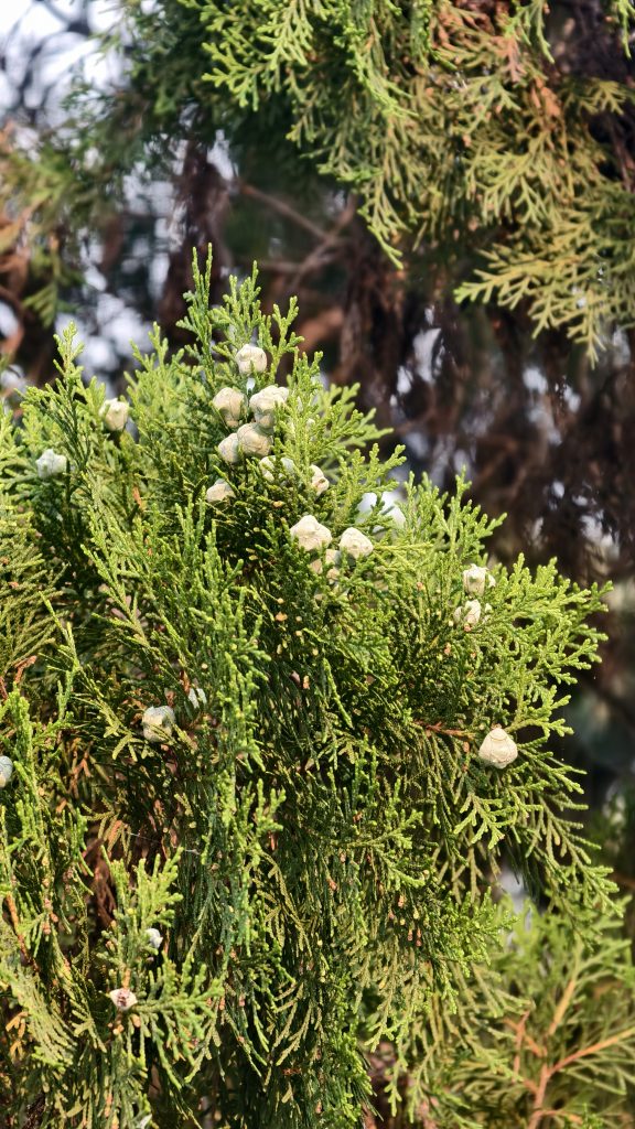 A detailed shot of an evergreen cypress branch with scale-like green leaves and small pale blue-green cones, highlighted by bright natural light.