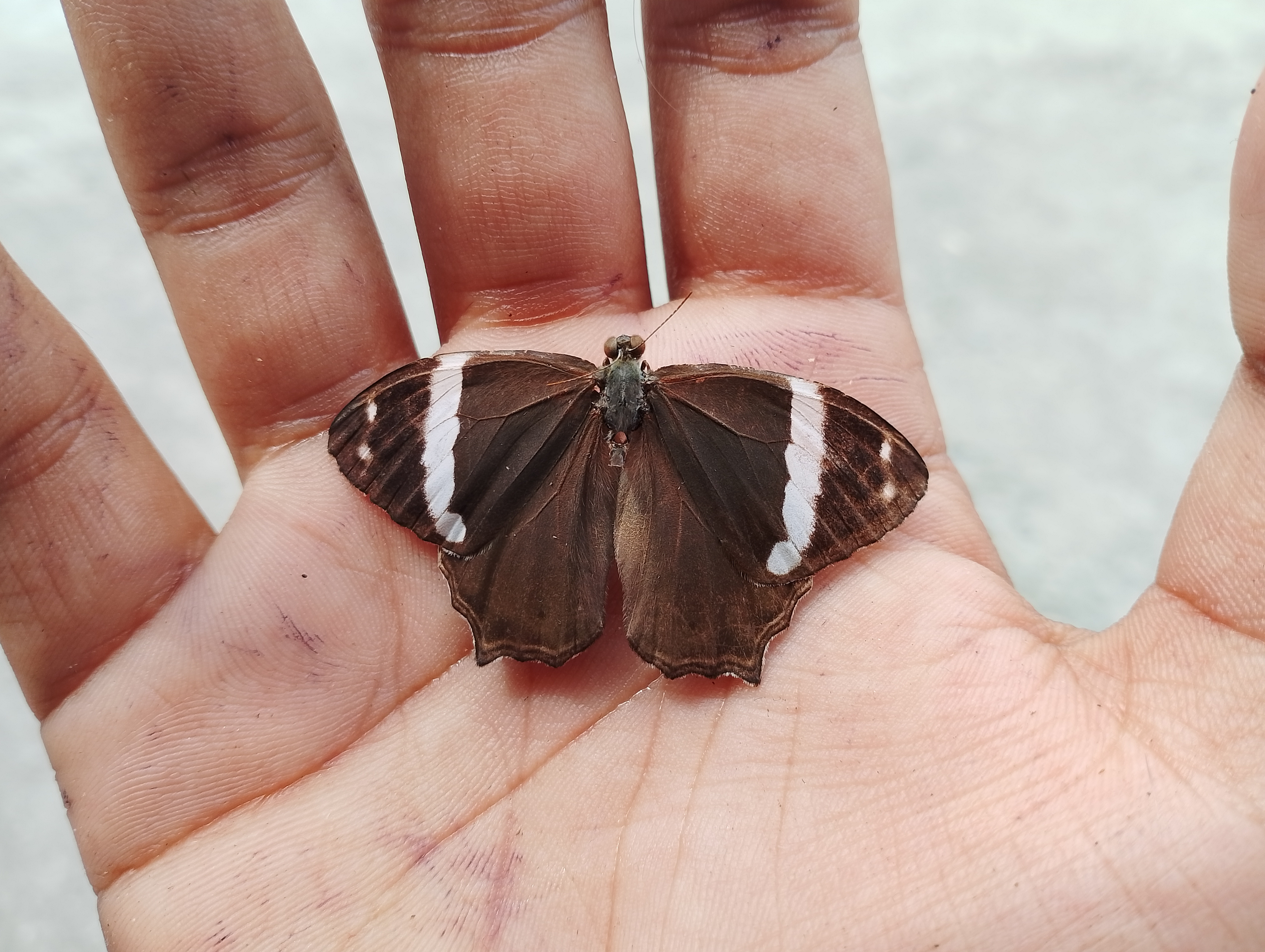 Dark brown butterfly with white bands resting on an open hand, showing detailed wing patterns.