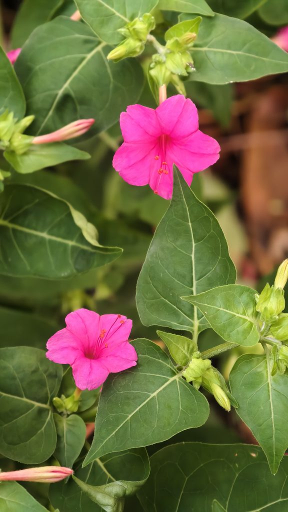 Two pink flowers with red stamens bloom among heart-shaped green leaves, with buds and a soft blurred background.