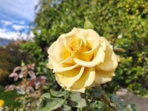 A yellow rose blooms delicately among green leaves, displaying soft petals perfectly curled at the center. Natural light enhances its warm tones, creating an elegant and serene scene in the garden.