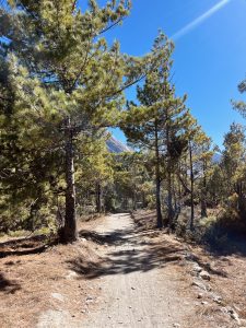 Dirt path through a sunlit pine forest bordered by tall trees under a clear blue sky, evoking a serene and tranquil atmosphere.